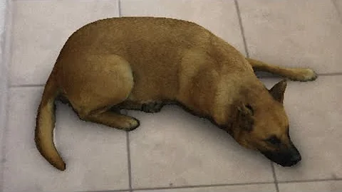 Como colocar cara de cachorro no Instagram?