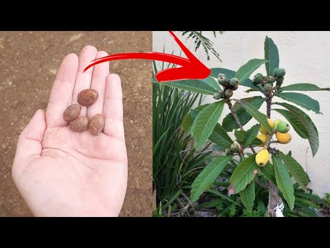 Vídeo: Plantando nêspera a partir de sementes: Aprenda a preparar sementes de nêspera para plantio