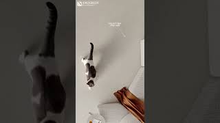 GALAXY | Immersive Limestone Texture for Modern Spaces