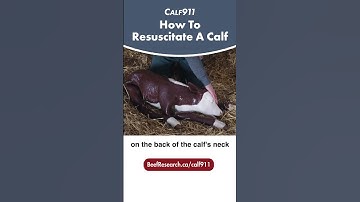 How to resuscitate a newborn calf #calf911 #calving #beefcattle