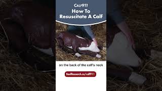 How to resuscitate a newborn calf #calf911 #calving #beefcattle