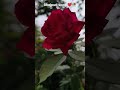 #reel #bhojpuri #viralsong #youtubeshort #newvideo #🥀❤️😎