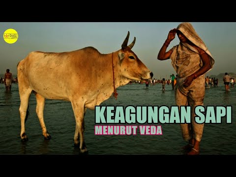 Video: Mengapa sapi India memiliki punuk?