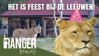 FEEST BIJ DE LEEUWEN! | Ranger Request