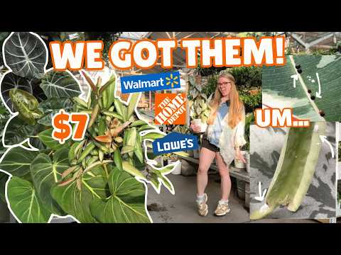 😱NEW $7 RARE big box store plant finds @ Home Depot &amp; Lowe's 🛍️