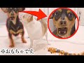 【閲覧注意】初めて見るムカデの動きに開いた口が塞がらない犬w