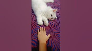 lazy cat #cat #shorts #video #persiancat #trending