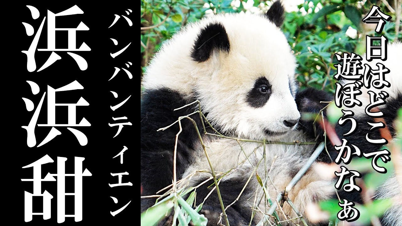 癒しの2分間｜可愛すぎる浜浜甜ちゃん✨