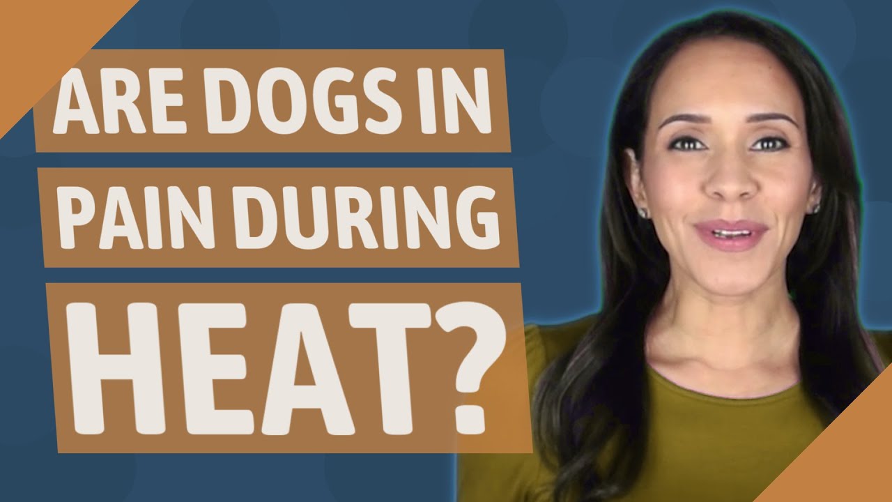 Are dogs in pain during heat? YouTube