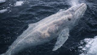 RECLAIMED WILD: Part 3 | AI Post-Human Nature Documentary