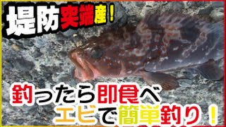 餌を落とすだけでキジハタ釣れて食べてみた(37話目)