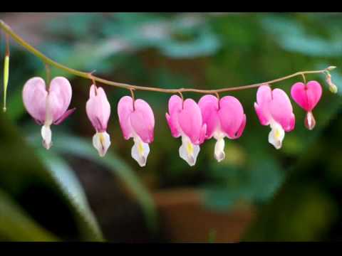 รัก - ปุ๊ อัญชลี
