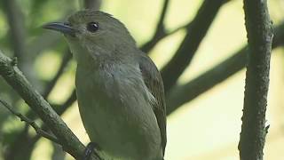 1070331東湖山區綠啄花鳴唱
