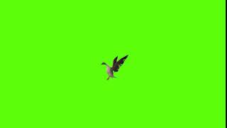 green screen birds flying download 8