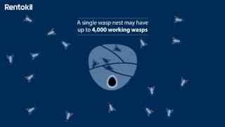 Facts about wasp nests