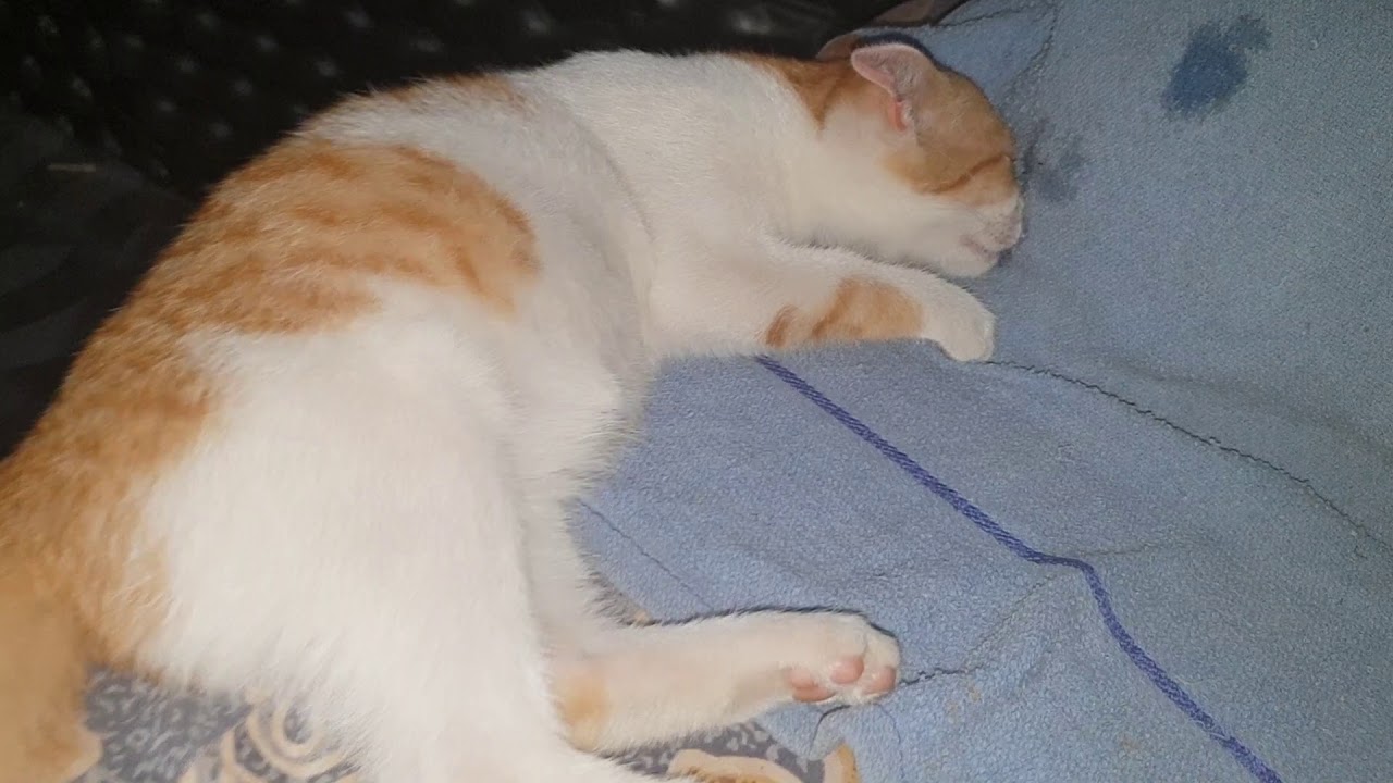 Cat Licking Clothes YouTube