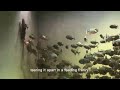 1000 Piranhas Go Wild Brutal Feeding Frenzy Piranha WildFish AnimalAttack PredatorFish