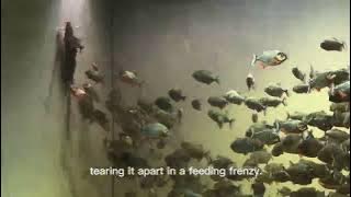 1000 Piranhas Go Wild! Brutal Feeding Frenzy 🐟#Piranha  #WildFish #AnimalAttack #PredatorFish