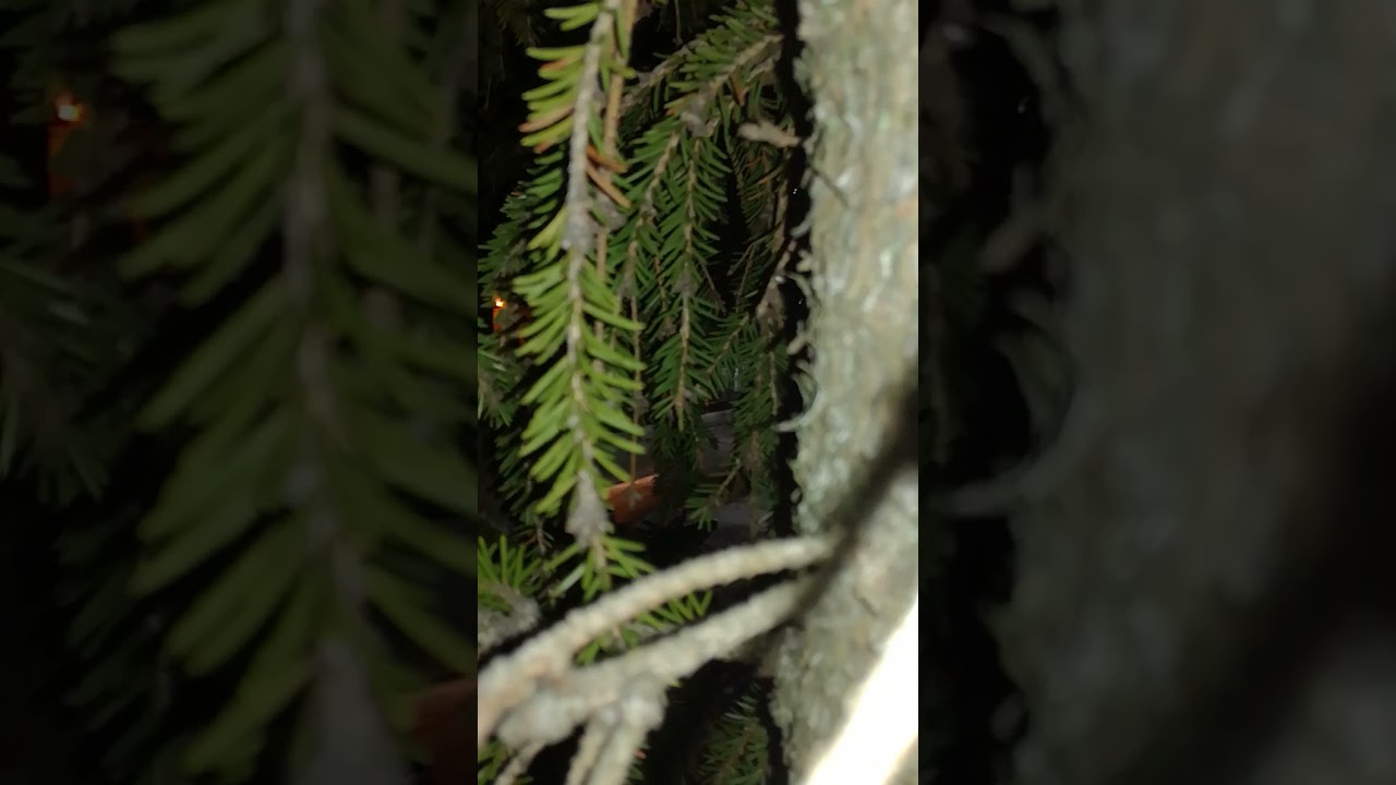 дереволазы