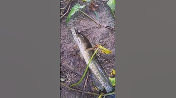 Cắm câu cá lóc đồng #miềntâyquêtôi #shorts