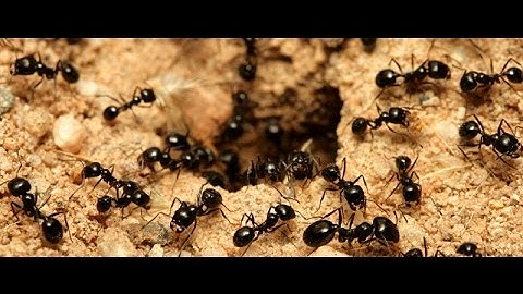 Borax 20 Mule Team Detergent To Keep Ants Out Of The House