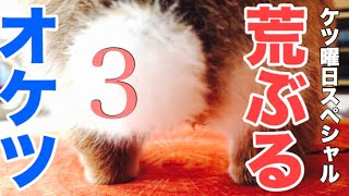 ぶるぶるぶるってなるうさぎのお尻可愛すぎ案件！ #458