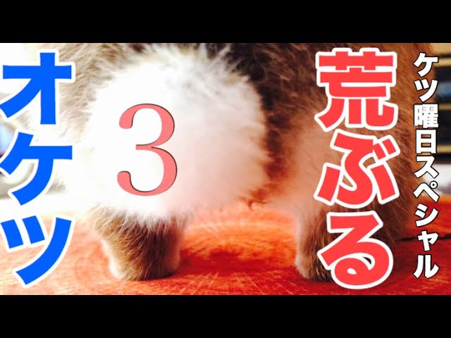 ぶるぶるぶるってなるうさぎのお尻可愛すぎ案件 458 Youtube