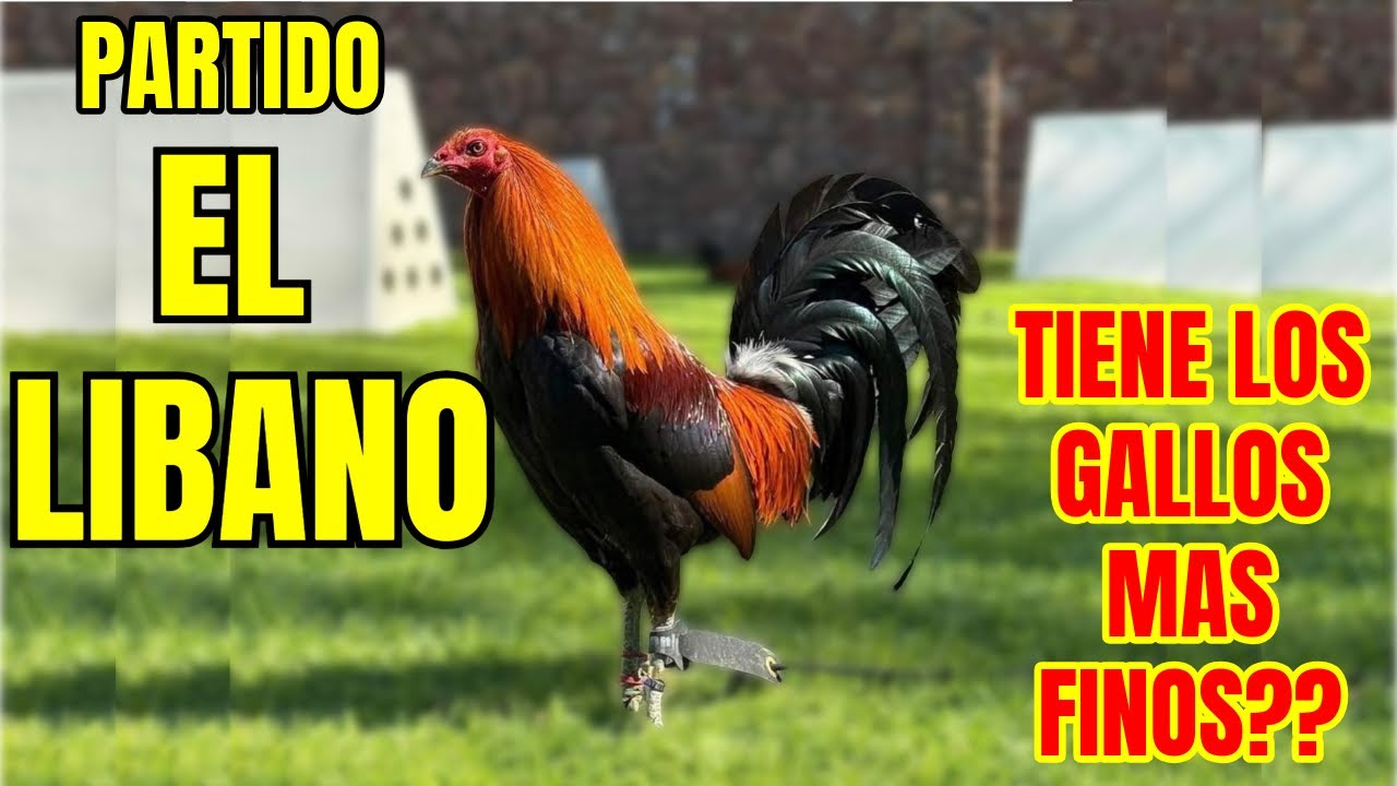 PARTIDO EL LIBANO...TIENE LOS GALLOS MAS FINOS???