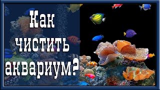 Как чистить аквариум? Уход за аквариумом(Как чистить аквариум? Уход за аквариумом. https://www.youtube.com/user/TVOJTOVAR - НЕВЕРОЯТНЫЕ ВЫГОДЫ! Уважаемые зрители...., 2015-04-27T16:40:16.000Z)