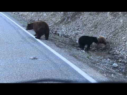 Yellowstone bears eating elk