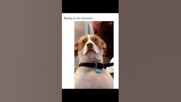 Rocky is an introvert