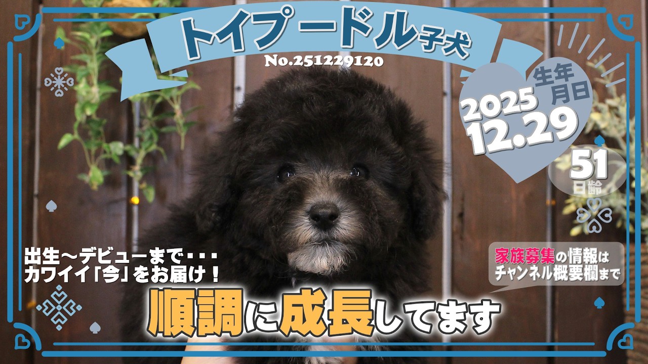 トイプードル子犬｜2025.12.29生（51日齢）②｜グレー｜男の子｜滋賀県