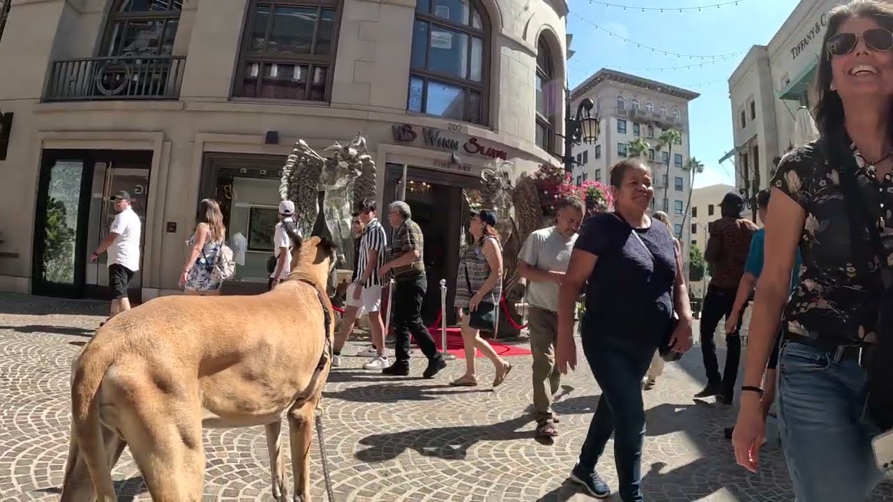 Cash 2.0 Great Dane on Rodeo Drive in Beverly Hills 60