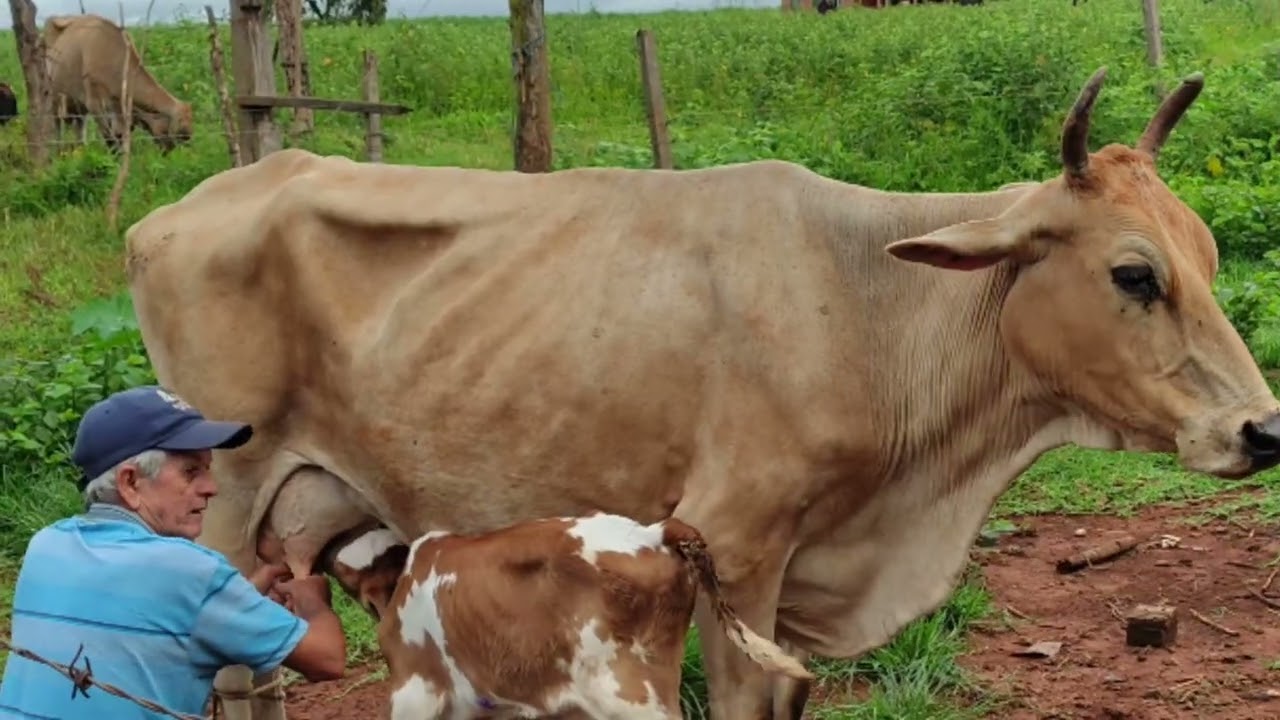 Mostrando o sítio da família 