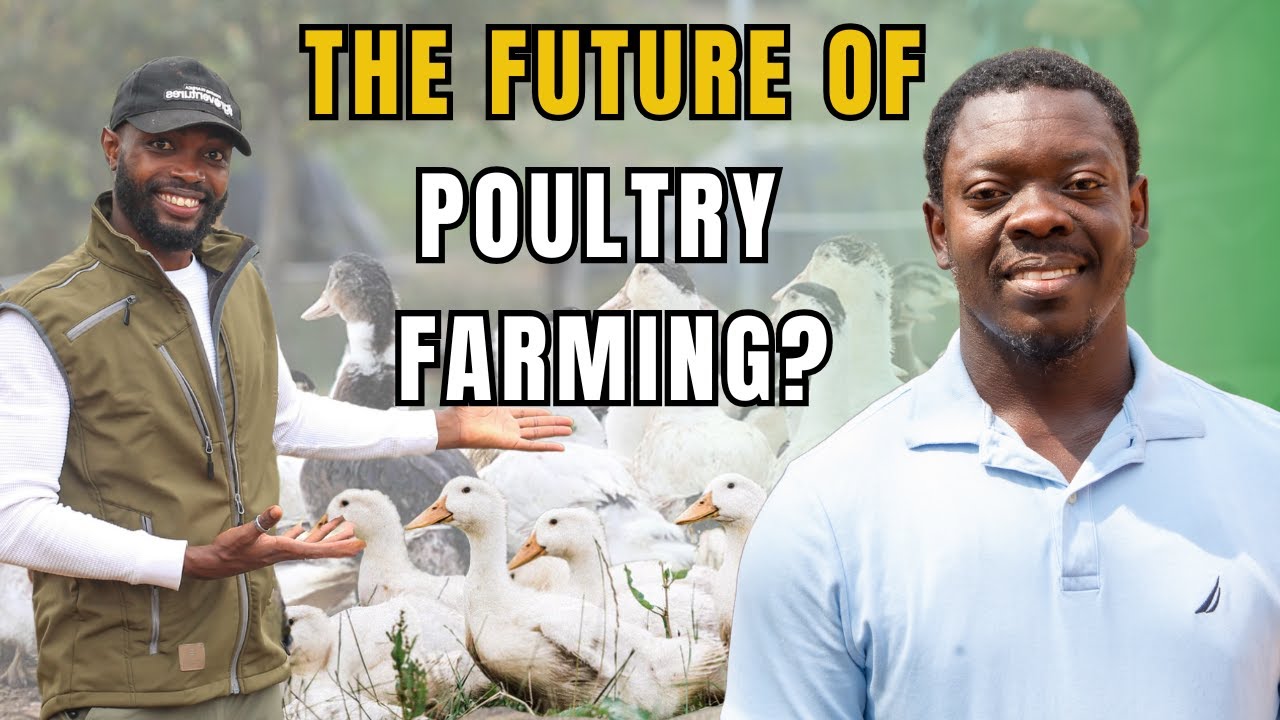 Как он зарабатывает деньги на разведении уток | Выпускник с двумя дипломами теперь фермер объясняет