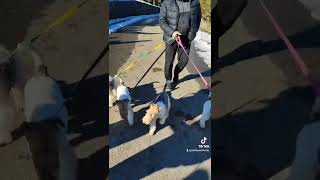 Wire Fox Terrier Leap Of Faith