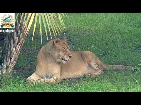cheetah running speed Nikita Lion LIVE at Big Cat Rescue