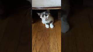IMG 1152