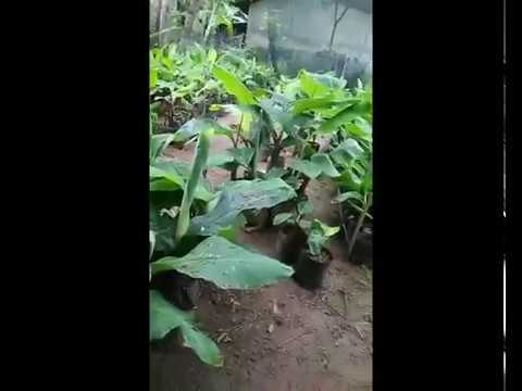Kultur Jaringan Pisang Ebook