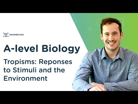 Plant Responses: Tropisms | A-level Biology | OCR, AQA, Edexcel