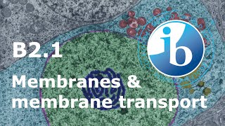 2025 IB Biology - B2.1 Membranes and membrane transport
