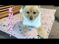 【お留守番】息子の帰りを待っているポメラニアンのポメくん