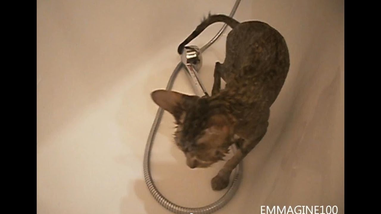 Douche A Chat Doux Chachat Lol Youtube Douche A Chat Doux Chachat Lol Youtube