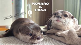 面白いくらい全力ではしゃいで力尽きたカワウソの最後　Exhausted Otter After Too Much Play