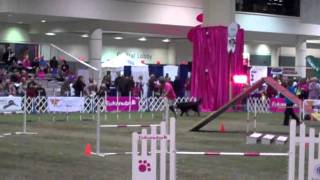 Slick AKC Invite 121811 Hybrid