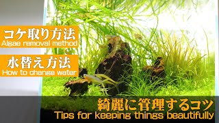 #63.【アクアリウム入門】水草水槽のメンテナンス方法 How to maintain a healthy aquarium