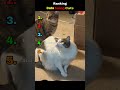 Cats being Cats🐱