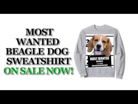 most-wanted-beagle-cute-funny-dog-sweatshirts---men's,-women's,-kid's---black,-blue,-heather-grey