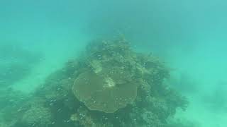 Milln Reef Dive 2 Part 2
