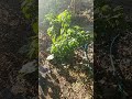 Watering hot peppers in the garden counter life